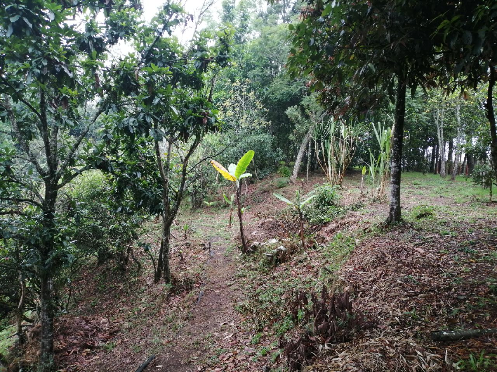 Finca en venta en Rionegro (Antioquia), $850 Millones, Entrada a